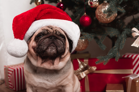 pug sitting under christmas treeの写真素材