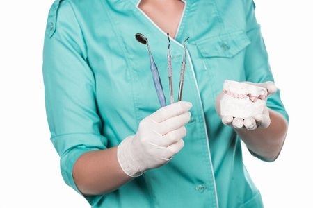 professional dentist with tools and jawの写真素材