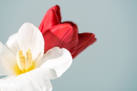 beautiful white and red tulip flowers isolated on greyの写真素材