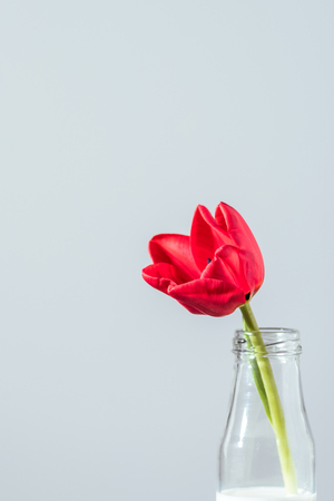 close-up view of beautiful red tulip flower in bottle with milkの写真素材