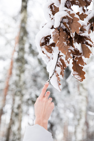 woman holding branch with leaves covered with snow in forestの写真素材