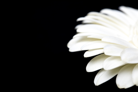 cropped image of white gerbera isolated on blackの写真素材