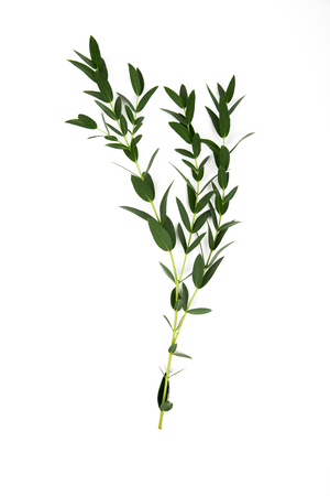 twigs with green leaves isolated on whiteの写真素材