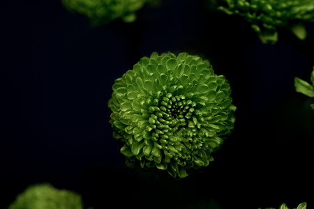 beautiful green flowers isolated on blackの写真素材