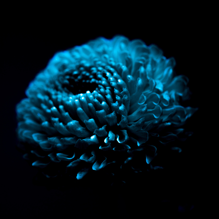 one beautiful turquoise flower isolated on blackの写真素材