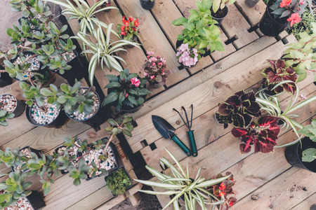 hand trowel and hand rake among arranged flowers and plants on wooden surfaceの写真素材