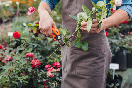 gardener in apron cutting rose with pruning shears