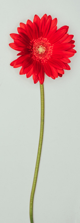 beautiful red flower isolated on grey