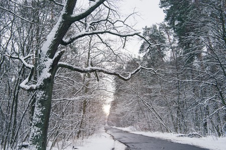 road in beautiful snowy winter forestの写真素材
