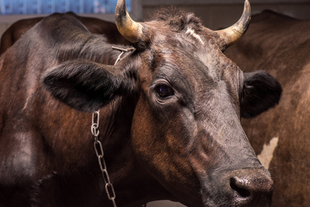 big horned brown cow standing in stallの写真素材