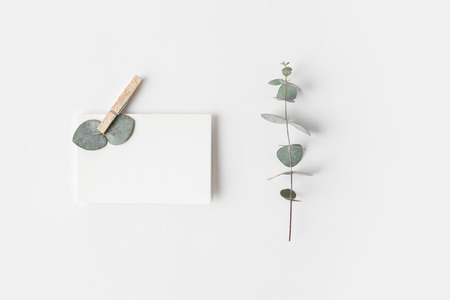 flat lay with eucalyptus and blank paperの写真素材