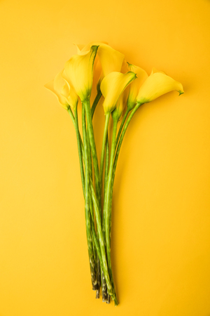 close-up view of beautiful yellow spring flowers isolated on yellowの写真素材