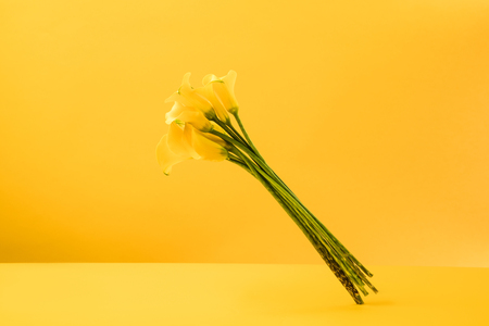 beautiful blooming yellow calla lily flowers isolated on yellow の写真素材