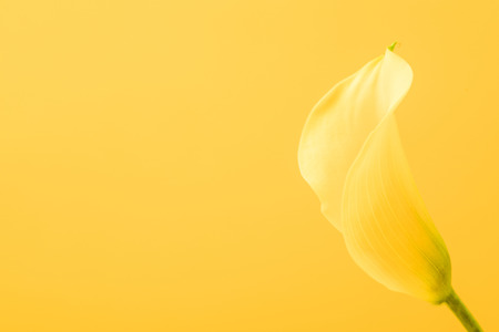 close-up view of beautiful romantic yellow calla lily flower isolated on yellow  の写真素材