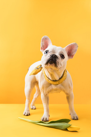 cute french bulldog with beautiful yellow tulip flower on yellowの写真素材