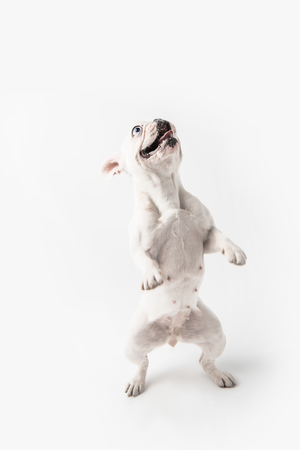 cute french bulldog standing on paws and looking up isolated on white の写真素材