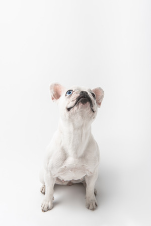 adorable french bulldog puppy sitting and looking up isolated on whiteの写真素材