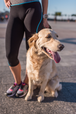 golden retriever dogの写真素材