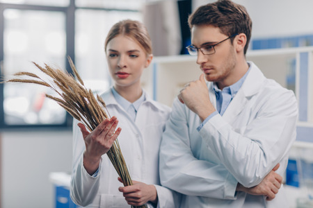 biologists with wheat ears in laboratoryの写真素材