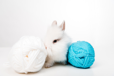 adorable furry rabbit and balls of yarn isolated on whiteの写真素材