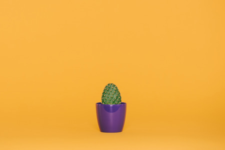 beautiful green cactus growing in purple pot isolated on yellowの写真素材