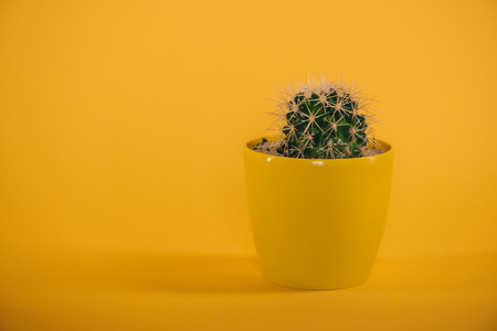 beautiful green cactus with thorns in yellow pot on yellowの写真素材
