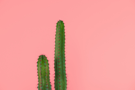 beautiful green cactuses with thorns isolated on pink の写真素材