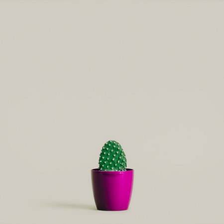 beautiful green cactus in purple pot isolated on greyの写真素材