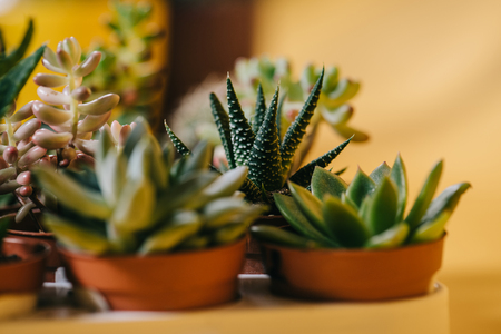 close-up view of beautiful green potted succulents plants on yellow の写真素材