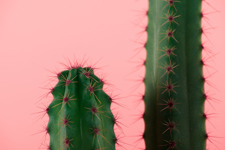 close-up view of beautiful green cactuses with thorns isolated on pink の写真素材