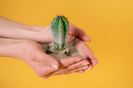 cropped shot of human hands holding cactus in soil and sand isolated on yellowの写真素材