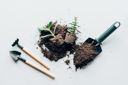 top view of green plants in ground, gardening tools and soilの写真素材
