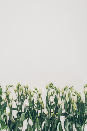 beautiful white flowers with green leaves on grey background の写真素材