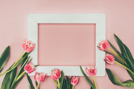 beautiful pink tulip flowers and empty white frame on pink  の写真素材