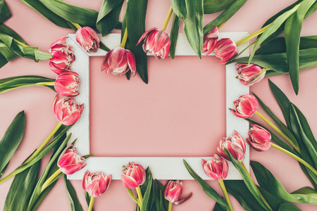 beautiful pink tulips with green leaves and empty white frame on pink   の写真素材