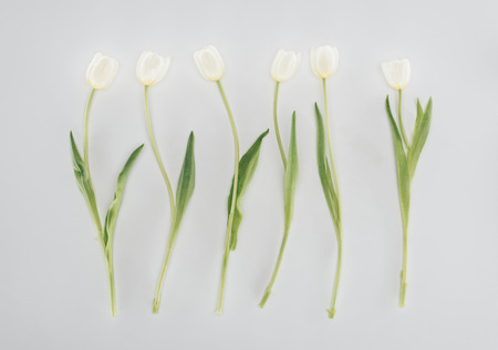 beautiful tulip flowers isolated on greyの写真素材