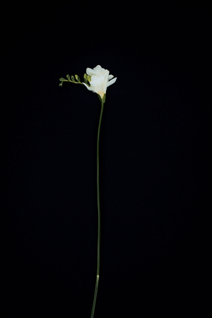beautiful freesia flower isolated on blackの写真素材