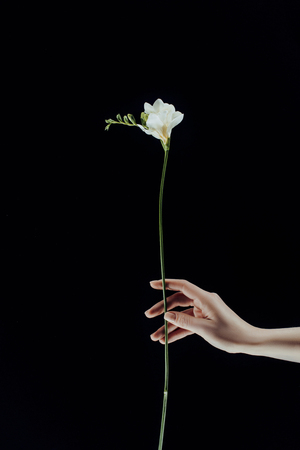 cropped image of female hand holding freesia flowers isolated on blackの写真素材