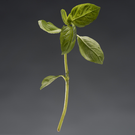 single branch of healthy ripe green basil isolated on greyの写真素材