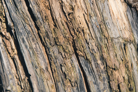 close-up view of dry tree bark texture
