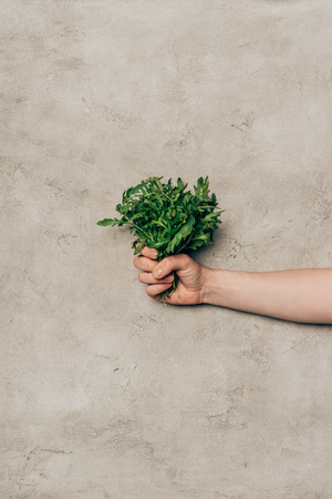 Close-up view of hand holding bunch of green arugula leaves の写真素材