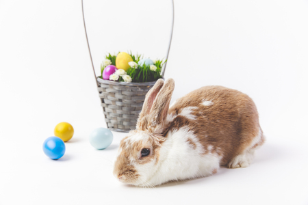 Painted in different colors easter eggs with basket and bunny, easter conceptの写真素材