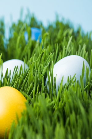 Easter eggs painted in different colors on grass