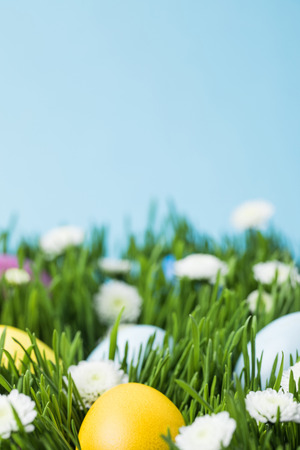 Grass and camomiles with painted eggs isolated on blueの写真素材