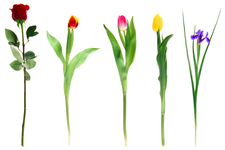 beautiful various blooming flowers isolated on white の写真素材