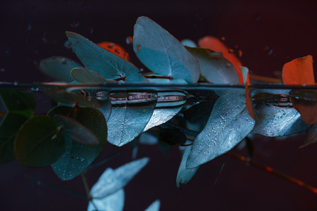 close up view of eucalyptus plant with green leaves in waterの写真素材