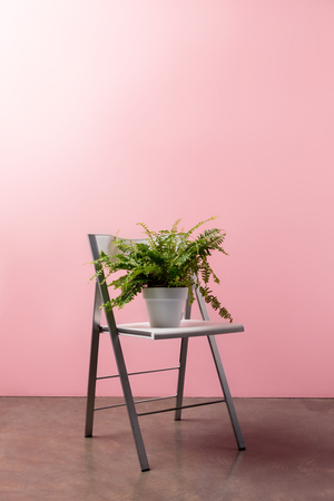 foldable chair with fern pot in front of pink wallの写真素材
