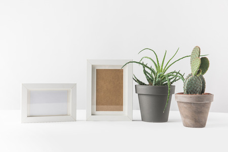 green succulents in pots and empty photo frames on whiteの写真素材