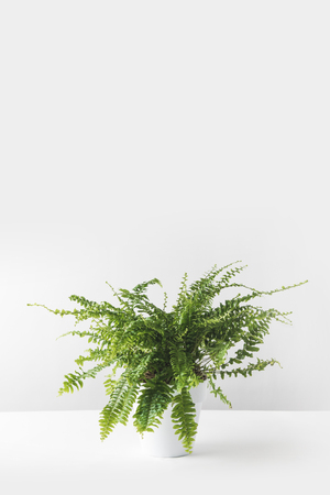 beautiful green houseplant in white pot on whiteの写真素材