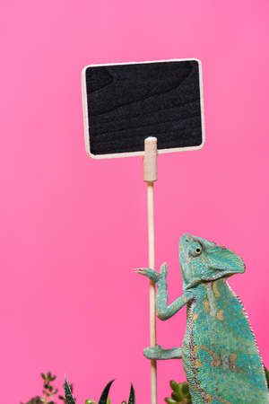 cute colorful chameleon near blank board isolated on pink の写真素材